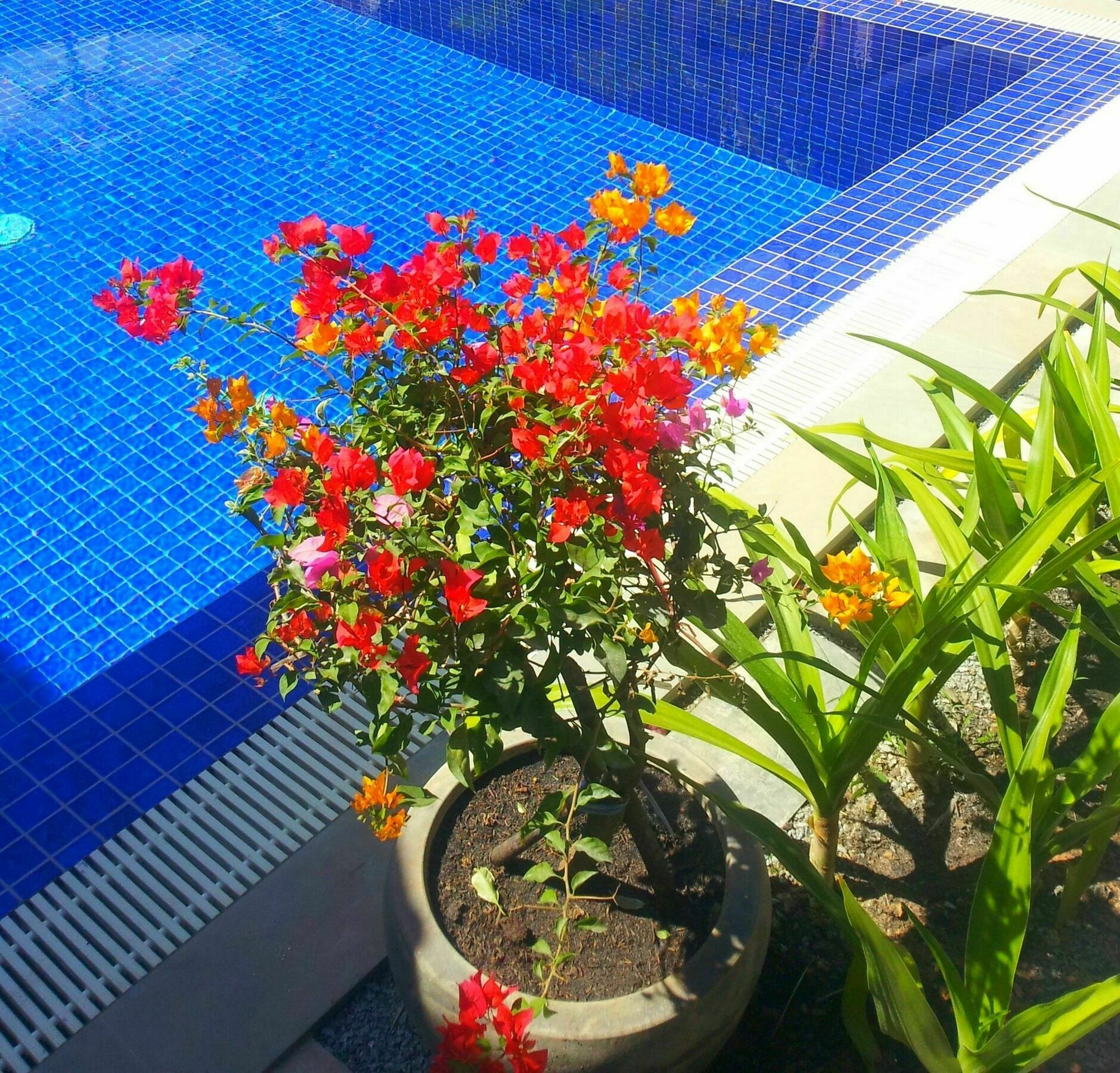 Sweet Mango Villa เสียมราฐ ภายนอก รูปภาพ